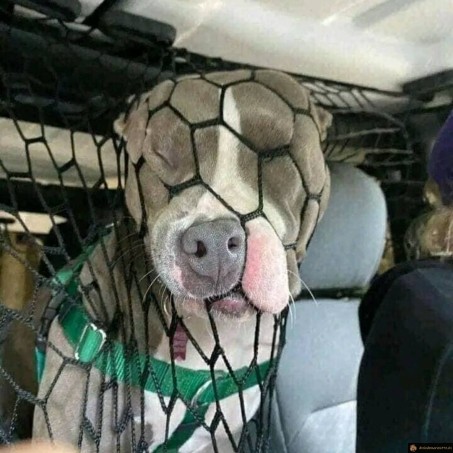 Quand le chien veut aller devant absolument