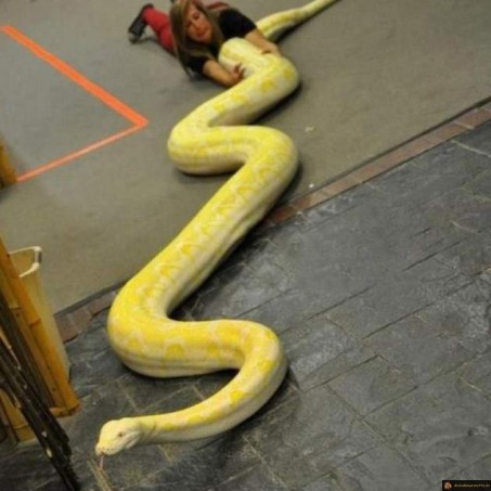 Quand ton serpent s'échappe