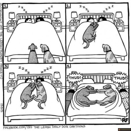 Quand tu as des chiens à la maison