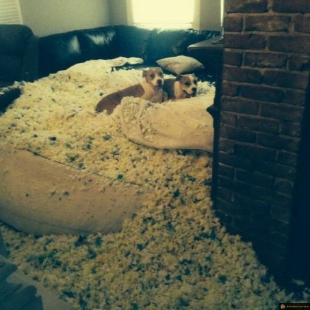 Quand tu laisses tes chiens une journée