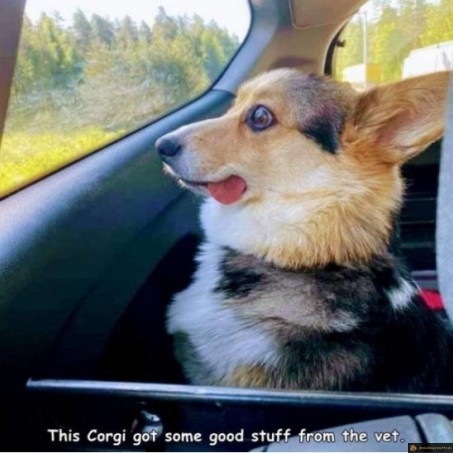 Quand tu ramenes le chien du veto