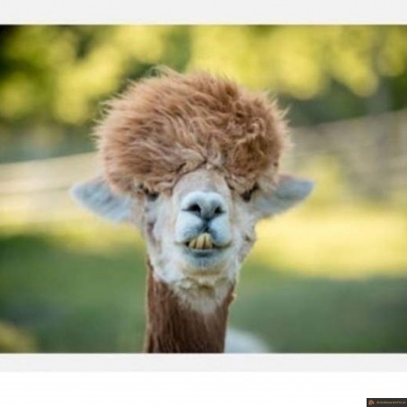Quand tu testes un nouveau coiffeur