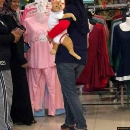 Quand tu vas trop loin avec ton chat