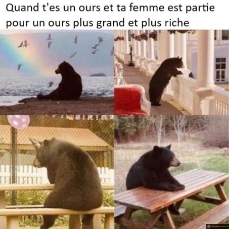 Quitté pour un ours plus riche