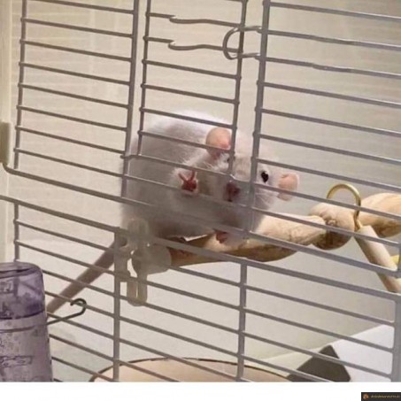 Rat peace