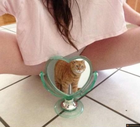 Regarde mon minou