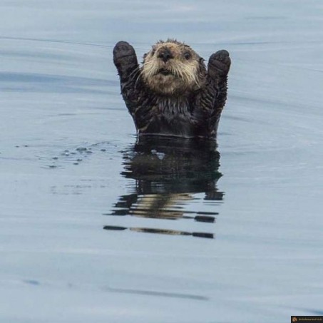Regarde sans les mains