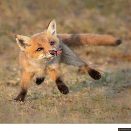 Renard joueur