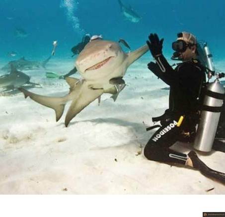 Requin high five