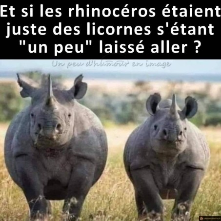 Rhinocéros licorne