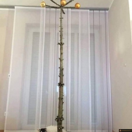 Sapin anti chat