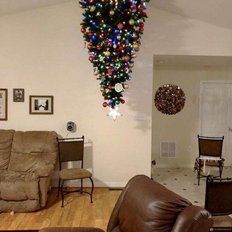 Sapin antichat