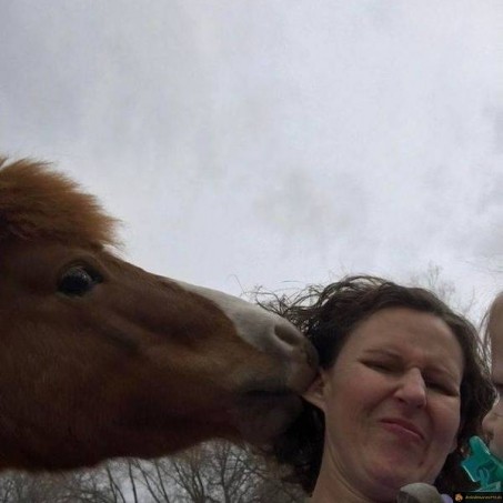 Se faire gronder par un cheval