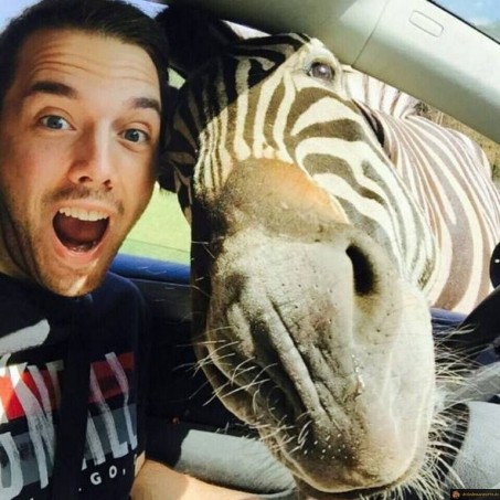 Selfie avec un zebre