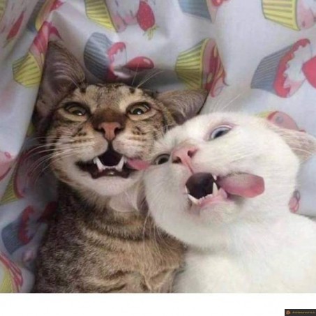 Selfie chats
