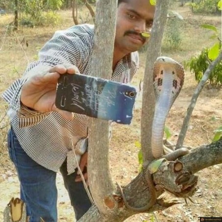 Selfie cobra