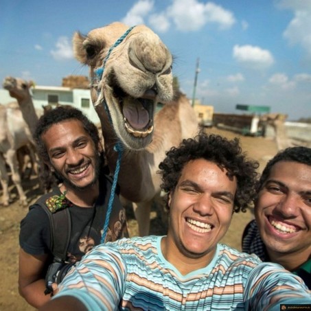 Selfie dromadaire