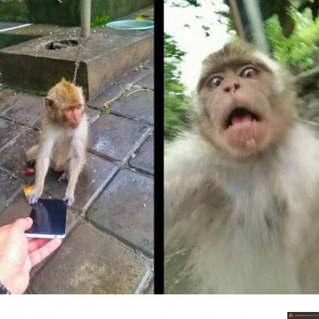 Selfie singe