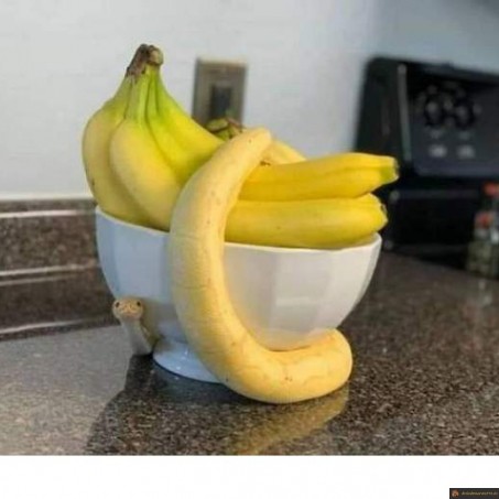 Serpent banane