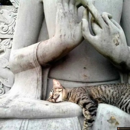 Sieste chat statue