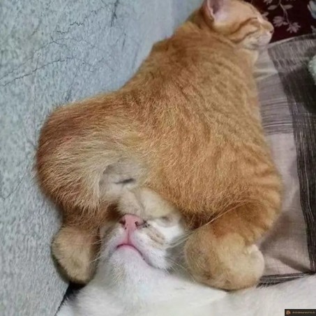 Sieste chat troll