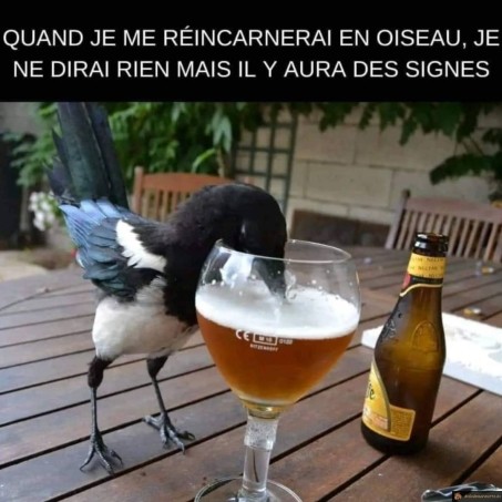 Signe réincarnation oiseau