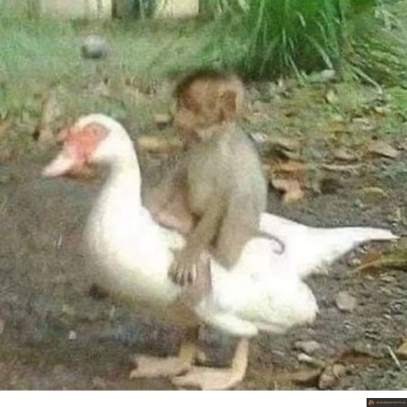 Singe fan d'équitation