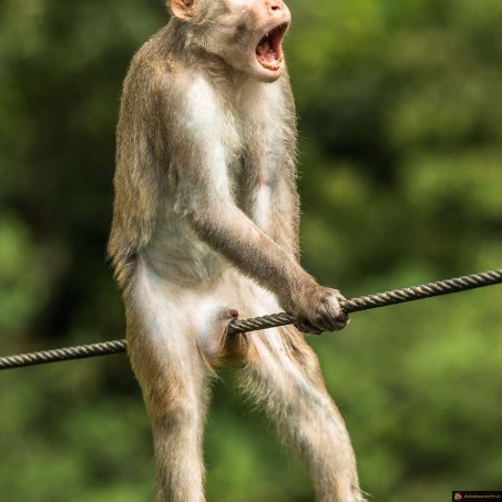 Singe réception ratée