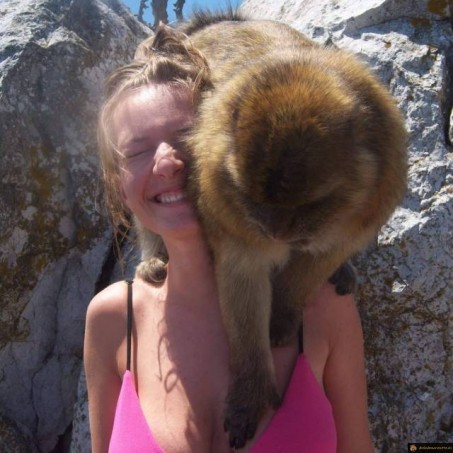 Singe tâteur