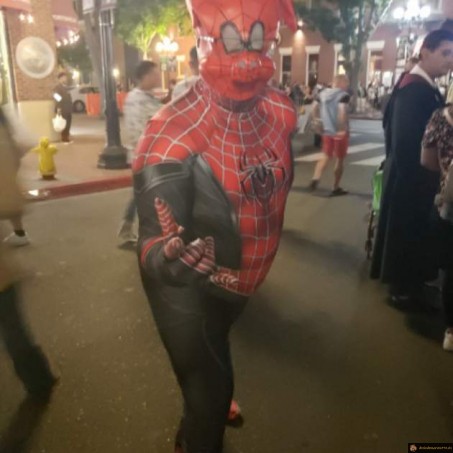 Spider cochon en vrai
