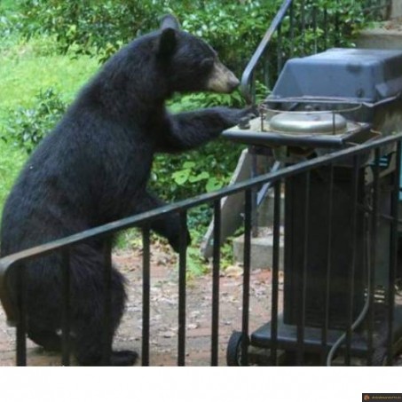 Steak sur barbecue