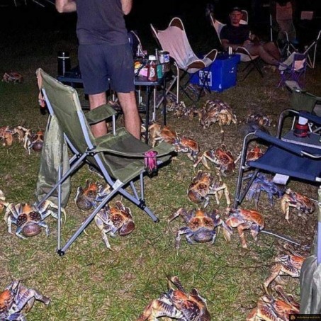 Surpris par des crabes