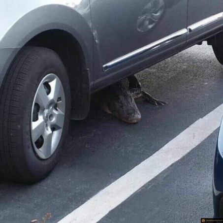 Surprise sous la voiture