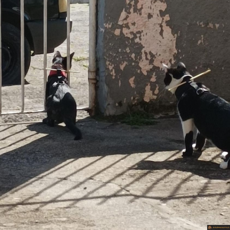 Système D anti barrière
