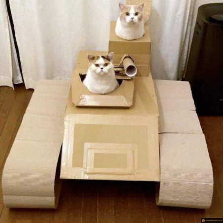 Tank à chats