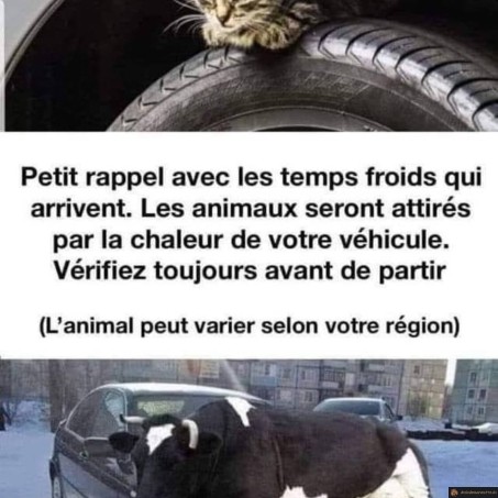 Temps froids et animaux