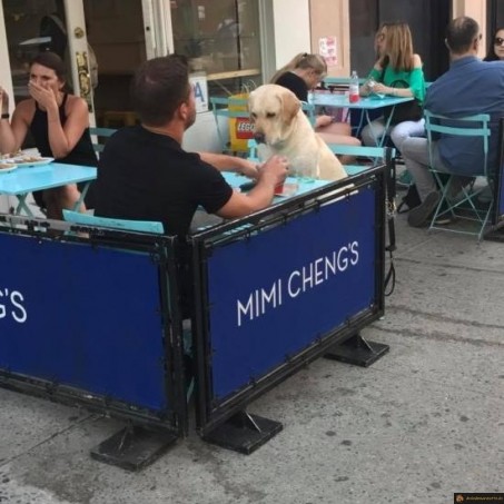 Tête à tête avec son chien
