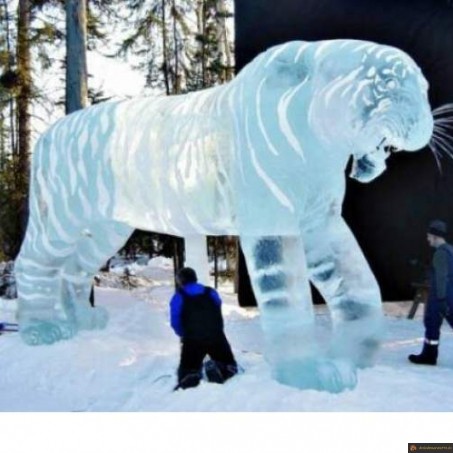 Tigre de glace