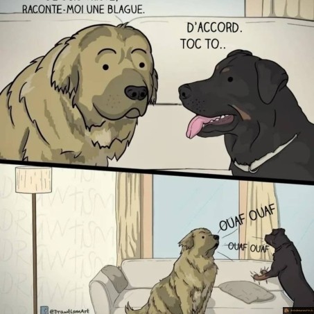 Toc toc version chien