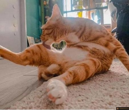 Toilettage du chat en coeur