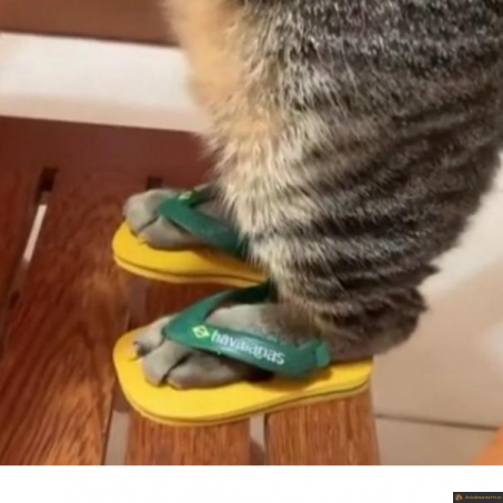 Tong pour chats