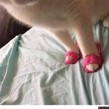Tongs de chat