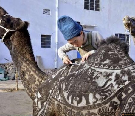 Tonte de dromadaire