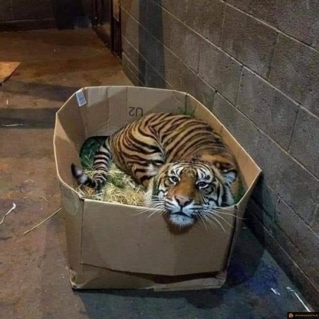 Tous les chats aiment les cartons