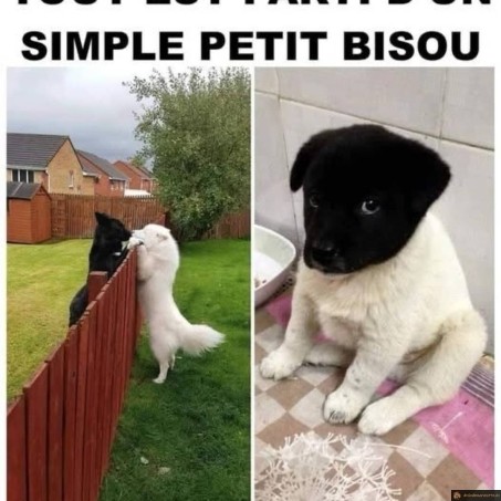 Tout es parti d'un simple bisous