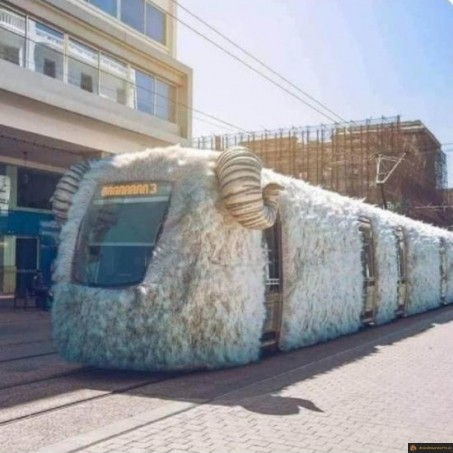 Tram belier