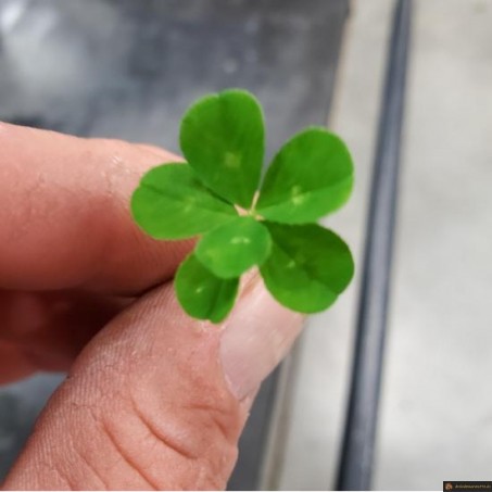 Trèfle à 6 feuilles