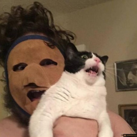 Tu m'étonnes que la chat a peur