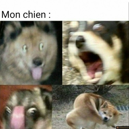 Tu veux te promener?