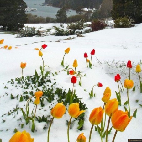 Tulipe en hiver